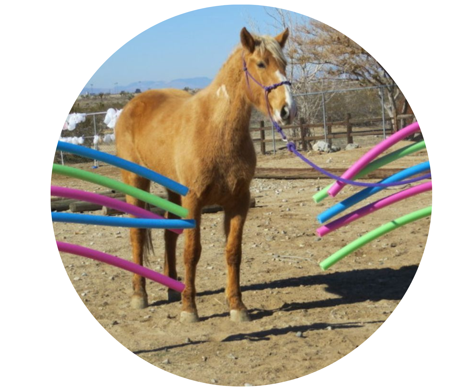 Palomino horse being lead through blue green and pink pool noodles that are horizontally attached to poles. 